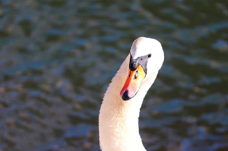 Swan, Beak, Bird, Cygnus Olor, Neck, Feathers, Gooseneck, Water Bird, Water, Lake, Plumage