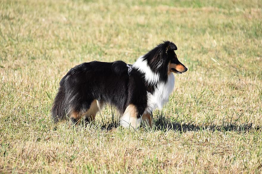犬、犬の飼い主シェトランド諸島、子犬、犬のハブ、自然、犬の純血種、男性シェットランドシープドッグ、可愛い、可愛らしい、草原