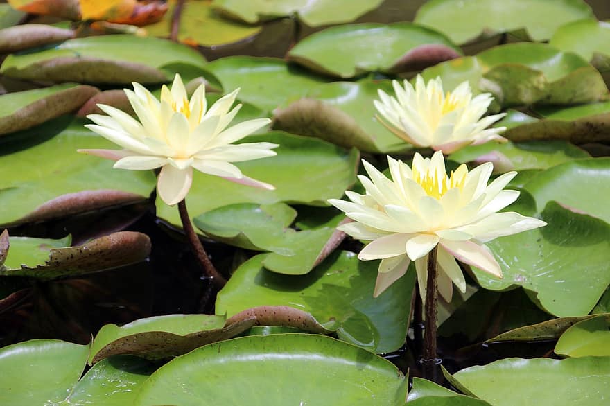 Water Lily, Flowers, Plant, Petals, Lily Pads, Bloom, Blossom, Flora, Aquatic Plant, Pond, Nature