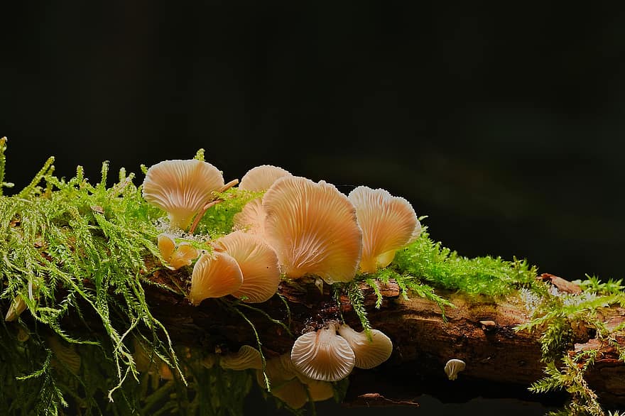 гриби, мікологія, грибок, поганка, деревні гриби, ліс, впритул, Рослина, зелений колір, макрос, свіжість