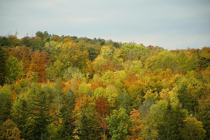 лес, деревья, падать, осень, пейзаж, бабье лето, природа, леса