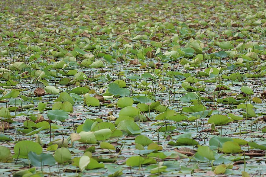 natur, vand, grøn, blad, lotusblad, Kerala, Dam, landskab