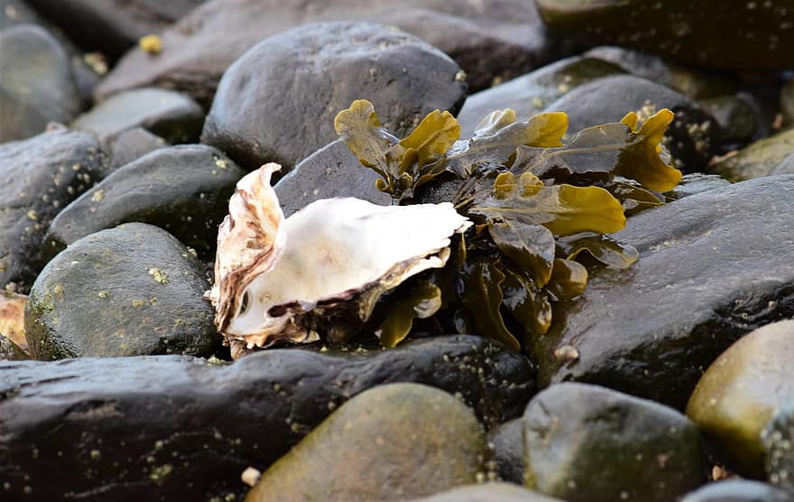 Seaweed, Oyster, Shell, Shore, Water, Beach, Stone, Pebbles, Nature, Wildlife, Ocean