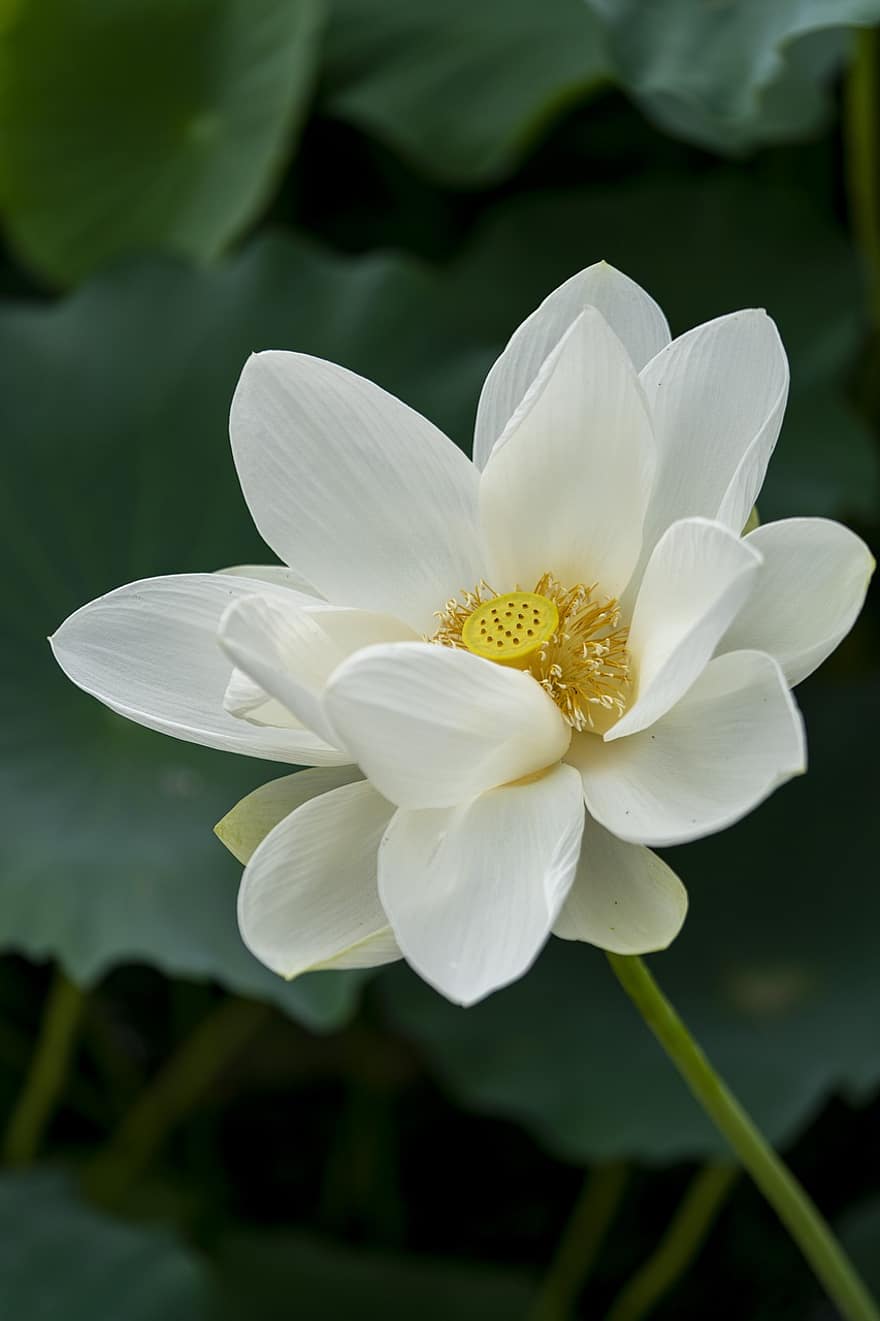 lotus, blomst, hvid lotus, kronblade, hvide kronblade, flor, blomstre, flora, plante, natur
