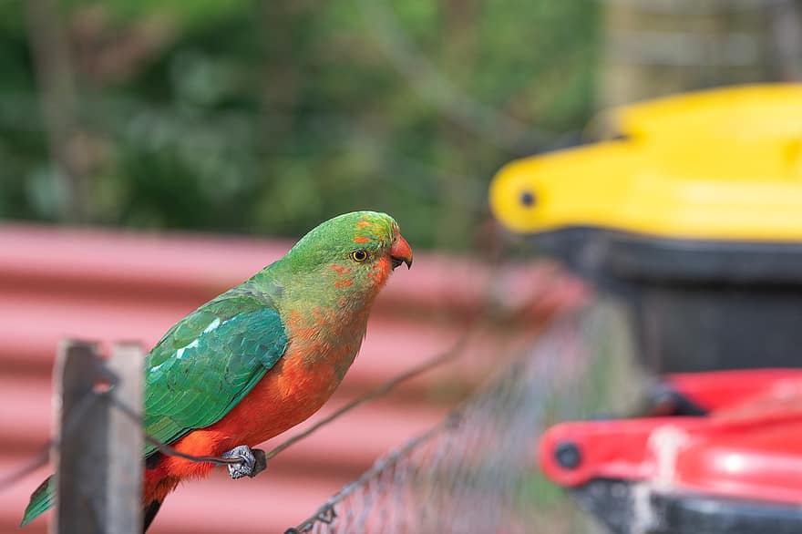 papagaio do rei australiano, pássaro, Pxclimateaction, papagaio rei, papagaio, alisterus scapularis, animal, empoleirado, penas, plumagem, bico