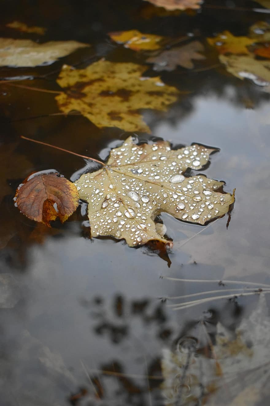 le foglie, lago, goccioline, acqua, riflessione, pino, acero, autunno, freddo, natura, splendere