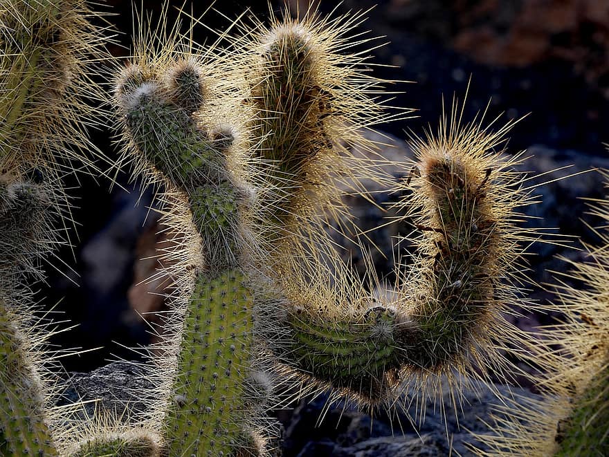 cactus, naturaleza, flora, plantas, Desierto, crecimiento, botánica, de cerca, planta, espina, color verde