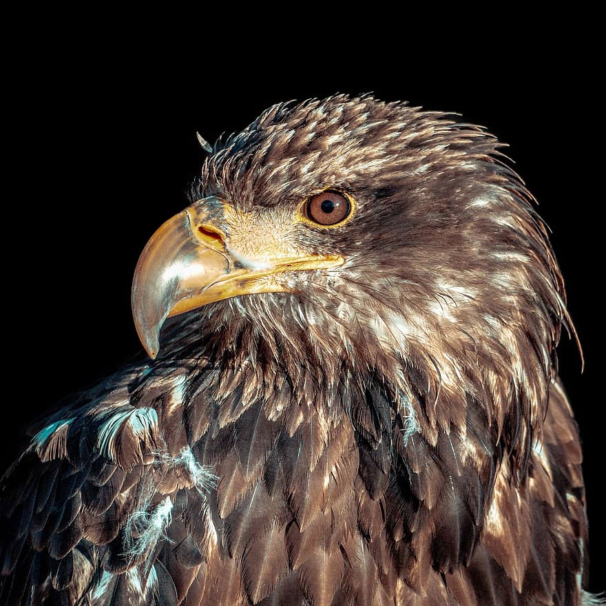 águila, pájaro, posado, animal, aves de presa, plumas, plumaje, pico, cuenta, observación de aves, ornitología