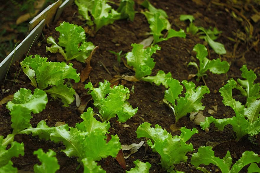 Plantning af salat, Plantning i det fri, plantage, salat, Salatgård, landbrug, grøntsag, plante, organisk, gård, grøn