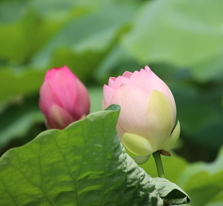 Lotuses, Buds, Flowers, Lotus Flowers, Pink Flowers, Petals, Pink Petals, Blooming, Blossoming, Aquatic Plant, Flora
