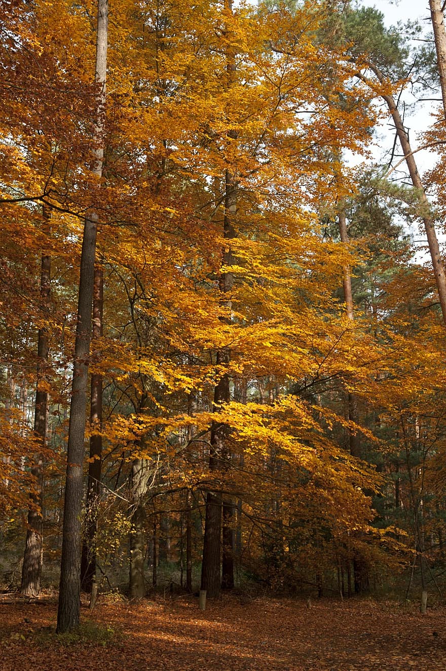 uckermark, miškas, ruduo, rudenį lapija, miškai, rudens sezonas, rudenį, medžiai, nukritę lapai