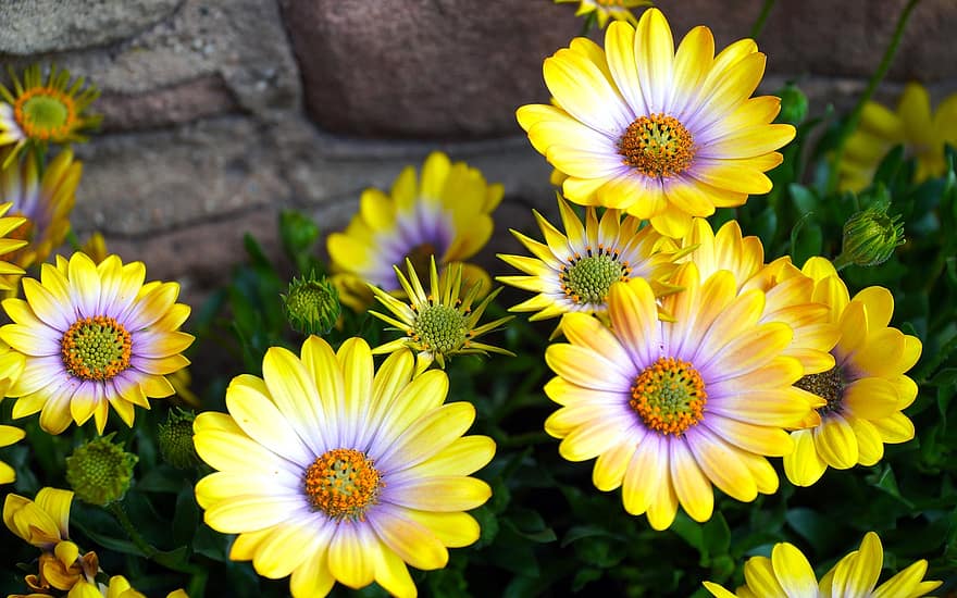 Daisy, Flowers, Plant, Petals, Yellow Flowers, Bloom, Spring, Flora, Garden, Nature