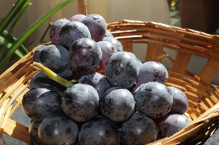 uvas, Fruta, comida, cosecha, viticultura