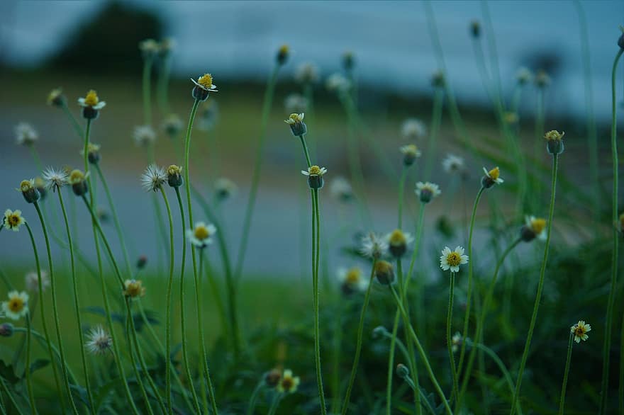 Tridax Daisy, Flowers, Plants, Coatbuttons, White Flowers, Bloom, Meadow, Nature