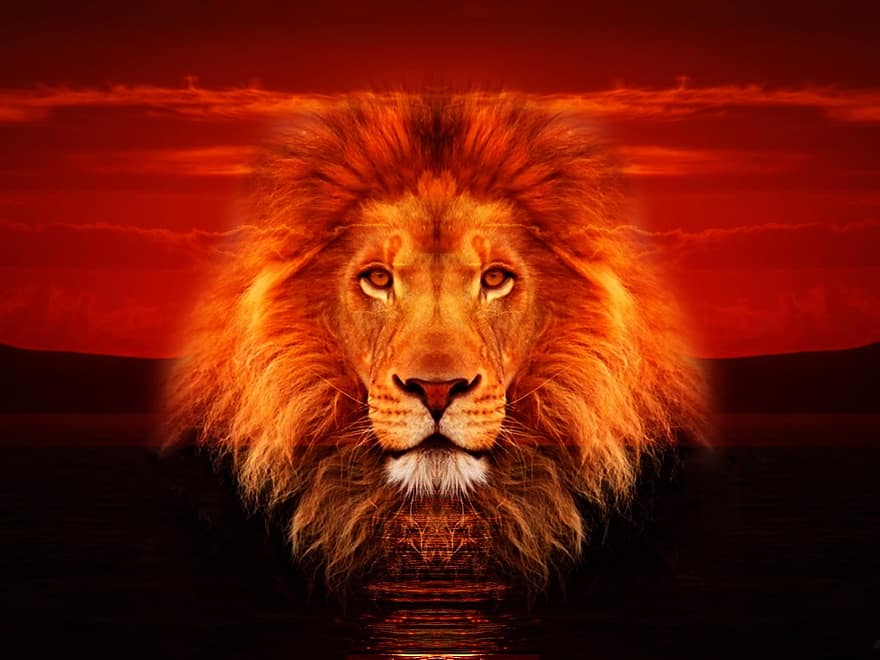 león, animal, mar, cabeza, melena, depredador, fauna silvestre, gato montés, mamífero, salvaje, safari