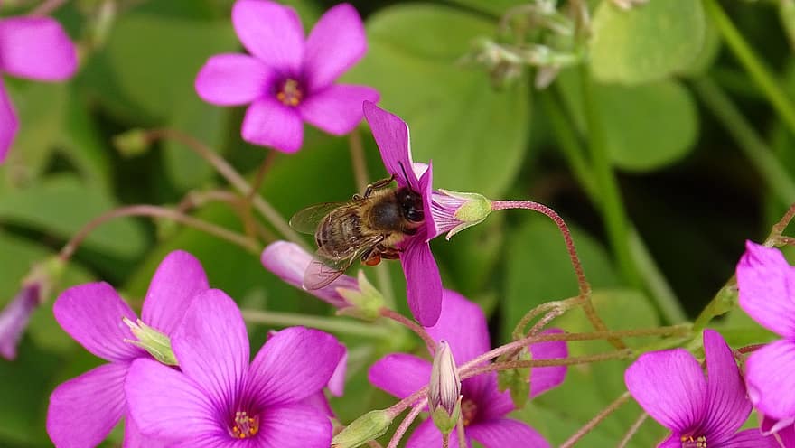 Bee In A Flower, Abeille Dans Une Fleur, Flower