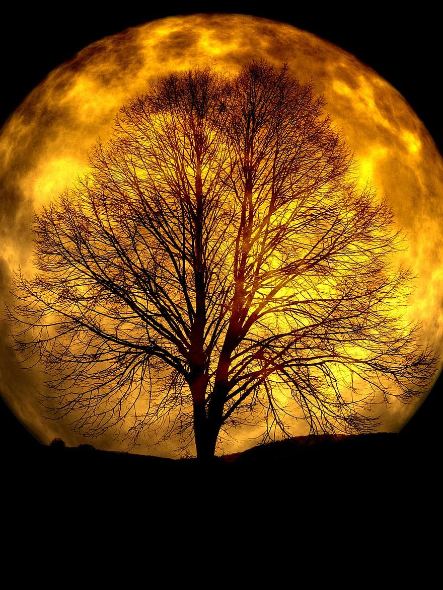 måne, träd, kahl, silhuett, bakgrund, natt, kväll, atmosfär, humör