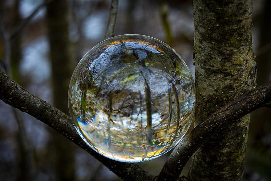 bola de lente, reflexão, árvore, plantas