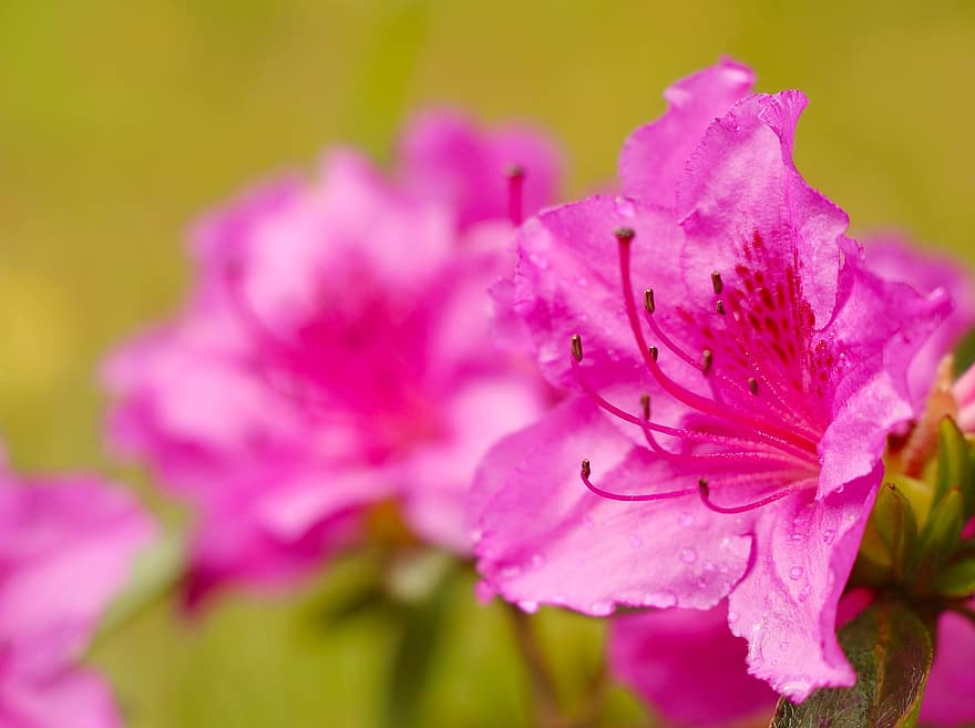 つつじ、ピンクの花、フラワーズ、春、ブッシュ、庭園、花、閉じる、工場、ピンク色、花弁