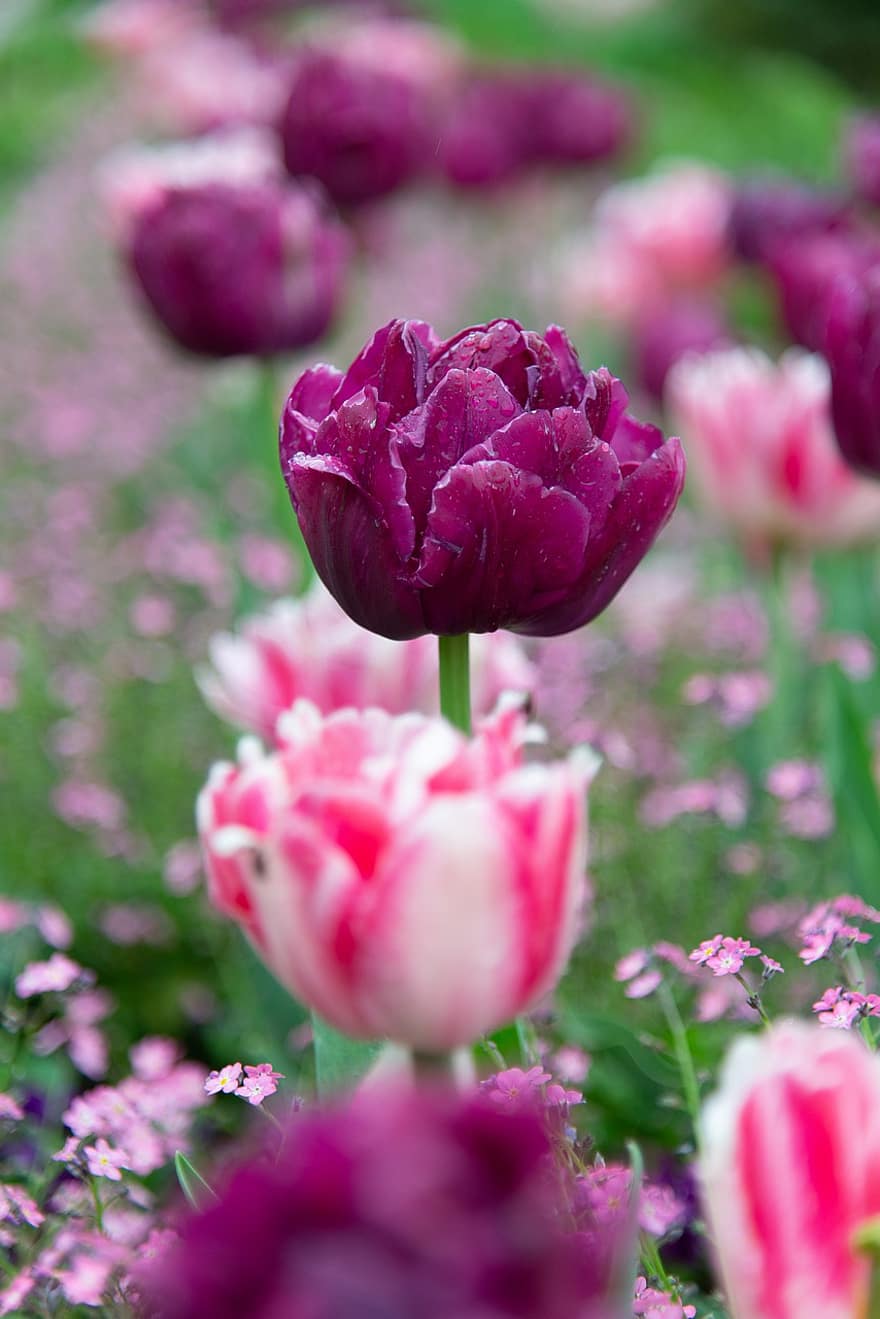 blomst, tulipan, plante, blomstre, flor, forår, sæson-, blomsterhoved, sommer, kronblad, lyserød farve