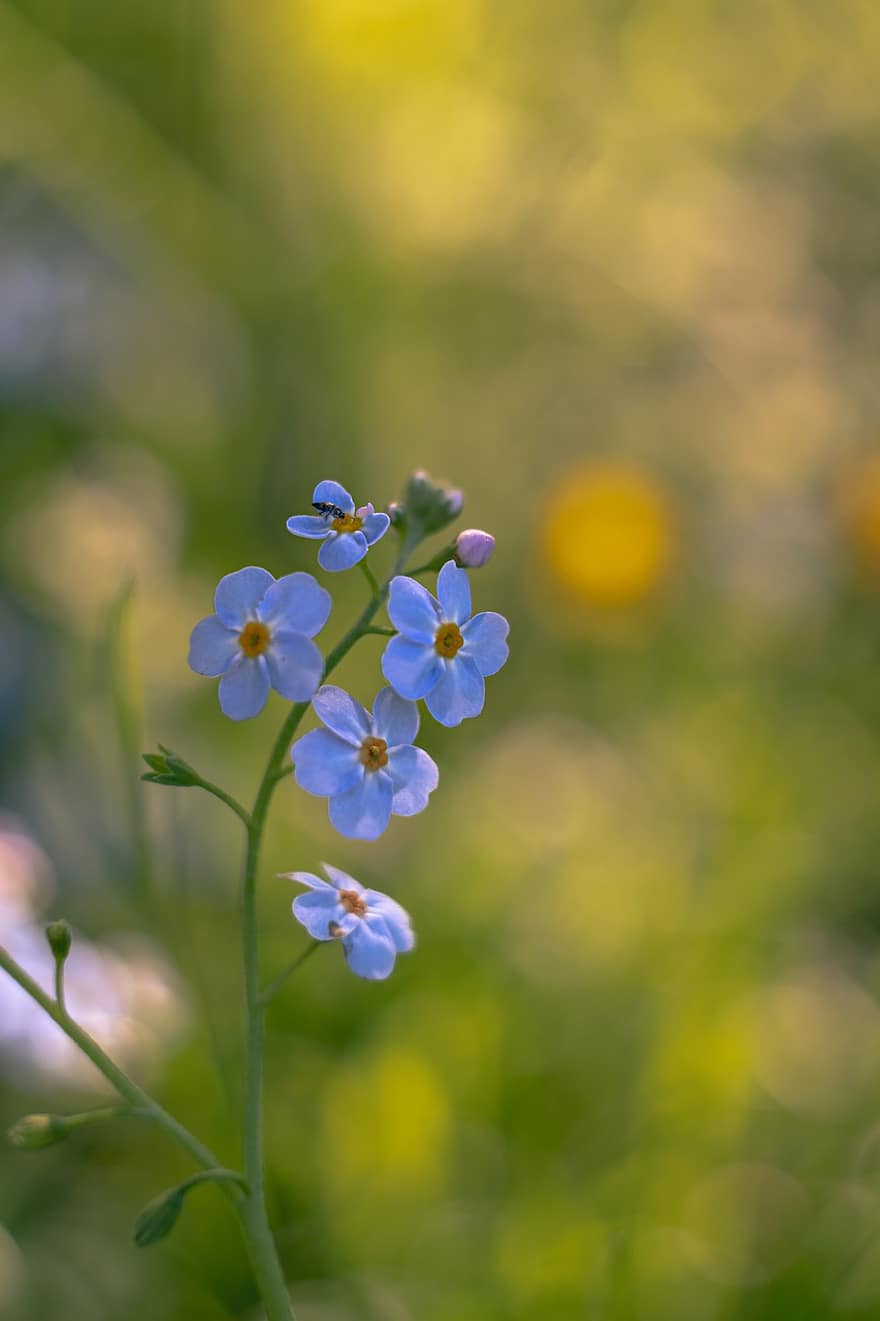 kukka, lemmikki-, niitty, makro, luonto, sininen, kasvi