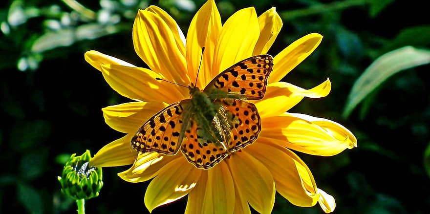 бабочки, насекомые, крылья, красочный, летом, цветы, цинния, сад