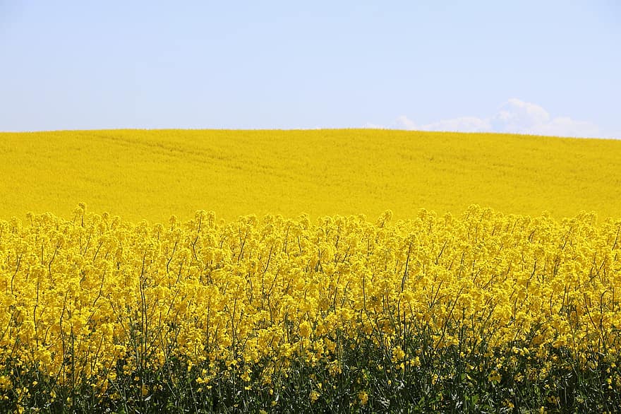 hiếp dâm hạt có dầu, cánh đồng hạt cải dầu, Thiên nhiên, nông nghiệp, mùa xuân, màu vàng, hoa hiếp dâm, phong cảnh