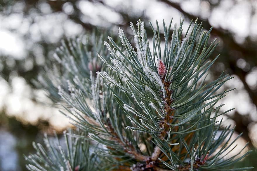 Pine, Branch, Snow, Needles, Pine Needles, Frost, Frozen, Ice, Cold, Winter, Conifer