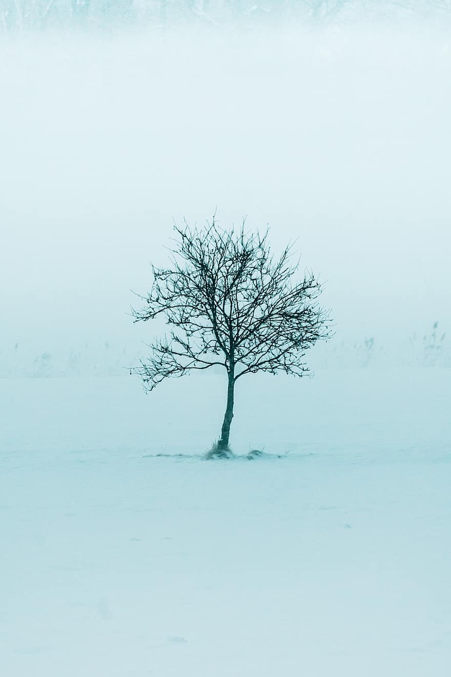 дерево, снег, холодно, на открытом воздухе, зима, зимний пейзаж, время года, ветка, лес, пейзаж, синий