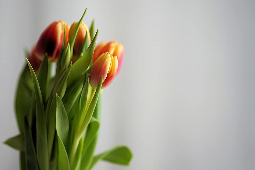 květiny, tulipány, pupeny, rostlina, listy, jaro, flóra, kytice, zahrada, barvitý
