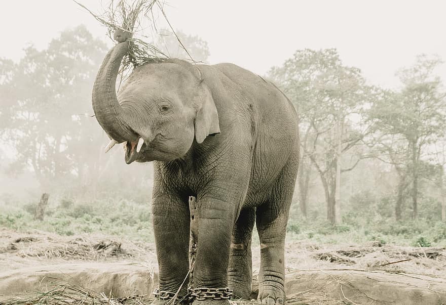 olifant, dier, feeding, dieren in het wild, geketend, dikhuidige, zoogdier, natuur, safari, chitwan, Nepal