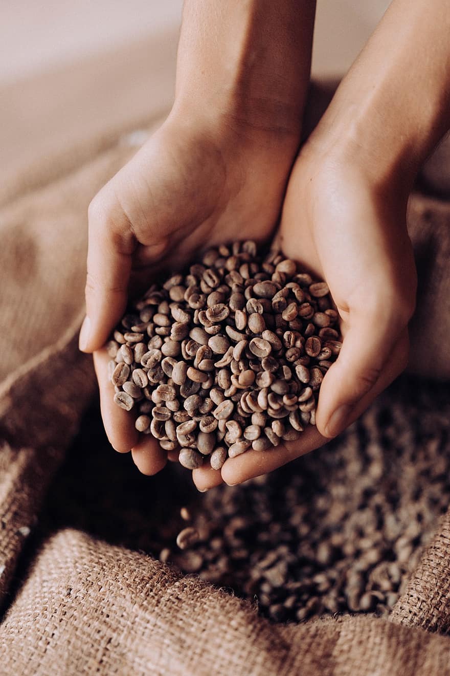 кофейные зерна, кофе, арабика, семена кофе