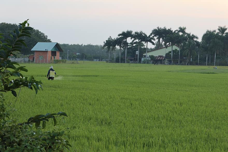 maatalous, luonto, riisipelto, maaseutu