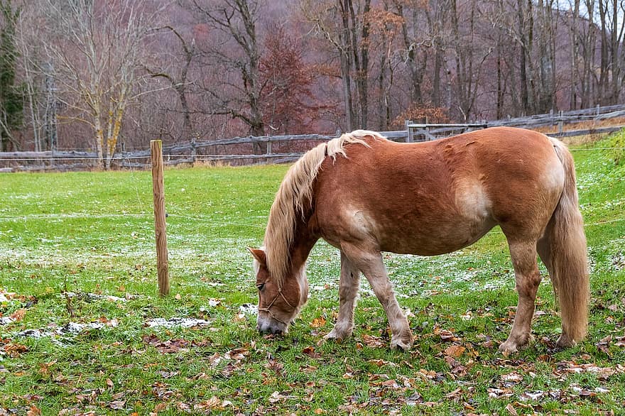 thú vật, con ngựa, động vật có vú, đồng cỏ, loài, động vật, cỏ, nông trại, cảnh nông thôn, chăn thả, ngựa cái