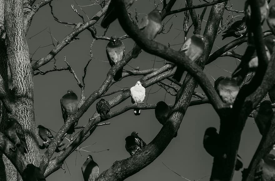 palomas, aves, árbol, bandada, rama, pico, animales en la naturaleza, pluma, en blanco y negro, posado, de cerca