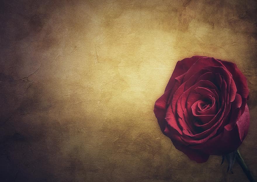 गुलाब का फूल, गुलाब खिल गया, सार, प्रेम प्रसंगयुक्त, बनावट, गोथिक, सुंदरता, लाल, निमंत्रण, अवसर, फूल