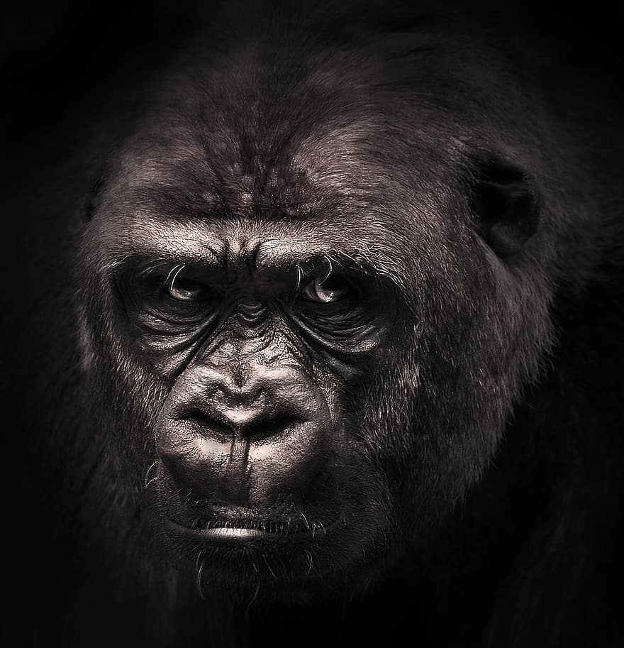 горила, примат, маймуна, бозайници, природа, мощен, портрет, африка, виж