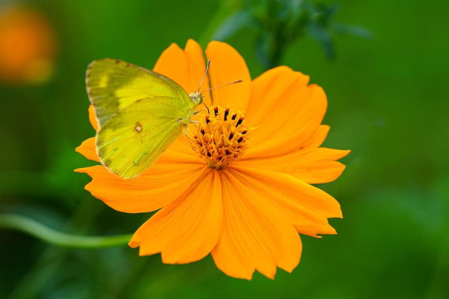 geltona kosmosas, drugelis, vabzdžiai, gėlė, gražus, wildflower, laukinės gėlės, augalų, Iš arti, geltona, vasara