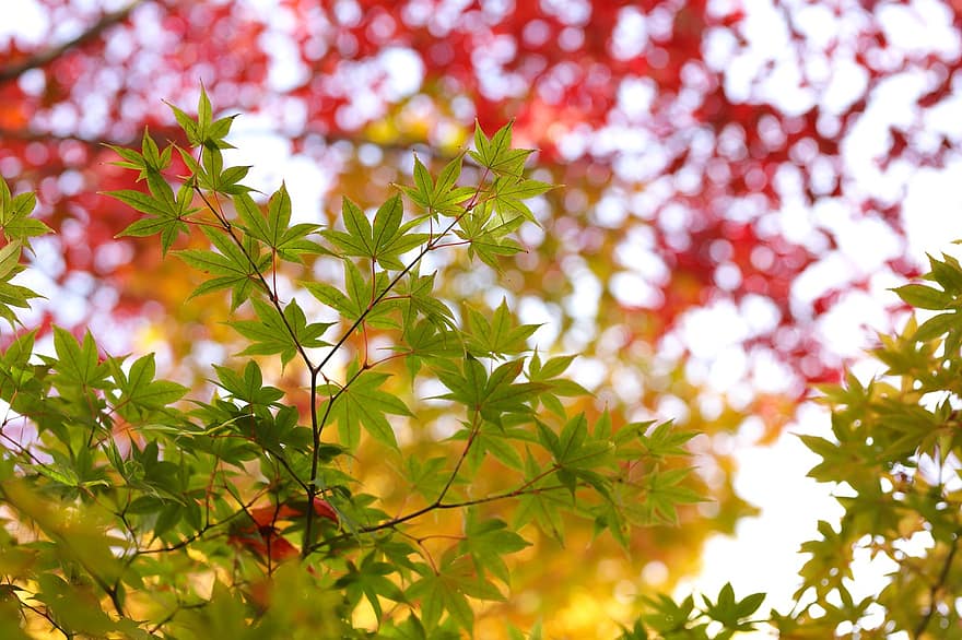 ruduo, medžiai, rudens lapai, lapai, pobūdį, rudenį, medis, sezoną, geltona, miškas, ryškios spalvos