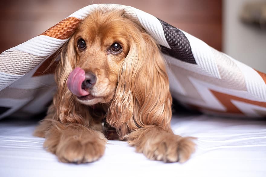 английски кокер спаниел, куче, кученце, одеяло, език, лижа, домашен любимец, младо куче, животно, домашно куче, чистокръвен