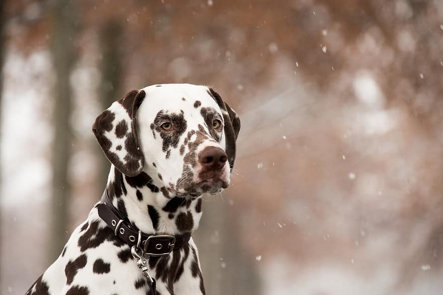 далматински, куче, сняг, вали сняг, домашен любимец, животно, домашно куче, кучешки, бозайник, сладък, снеговалеж