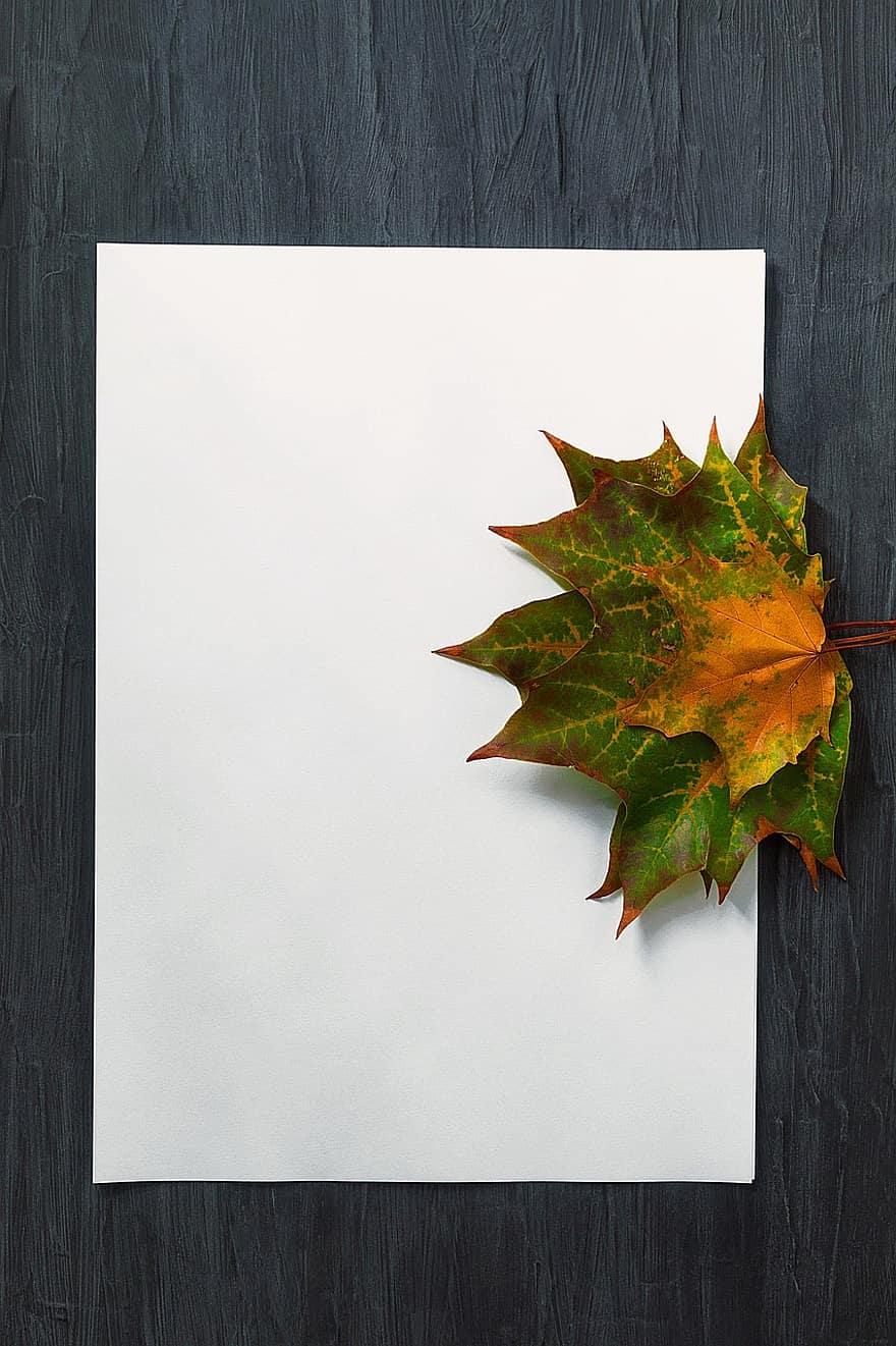 liście klonu, papier, czysta kartka, kopia przestrzeń, sezon jesienny, materiały biurowe, projekt, rama, sztuka, karta, pusty