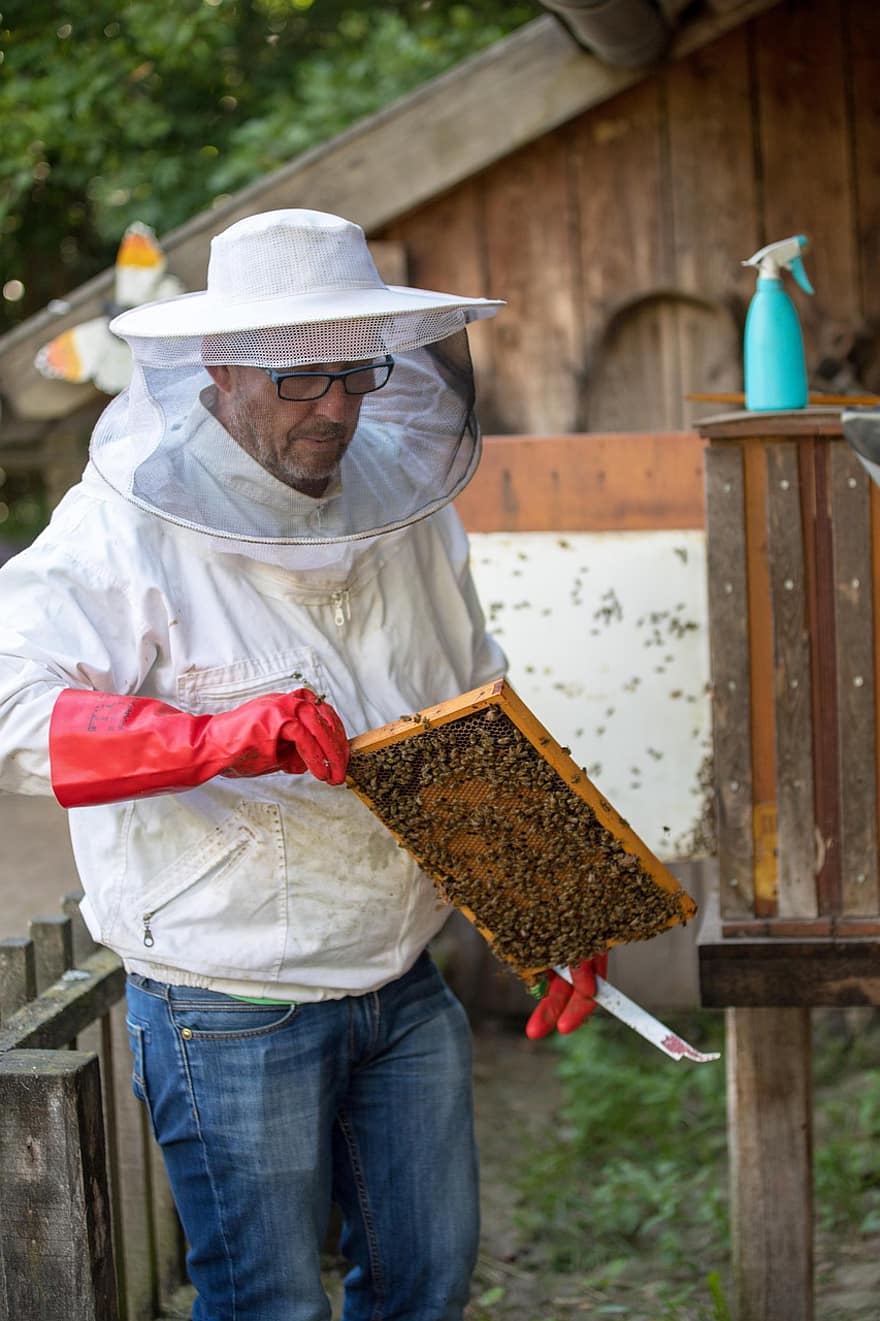 imker, bijen, honingraat, honing, kever, bijenteelt, honingbijen