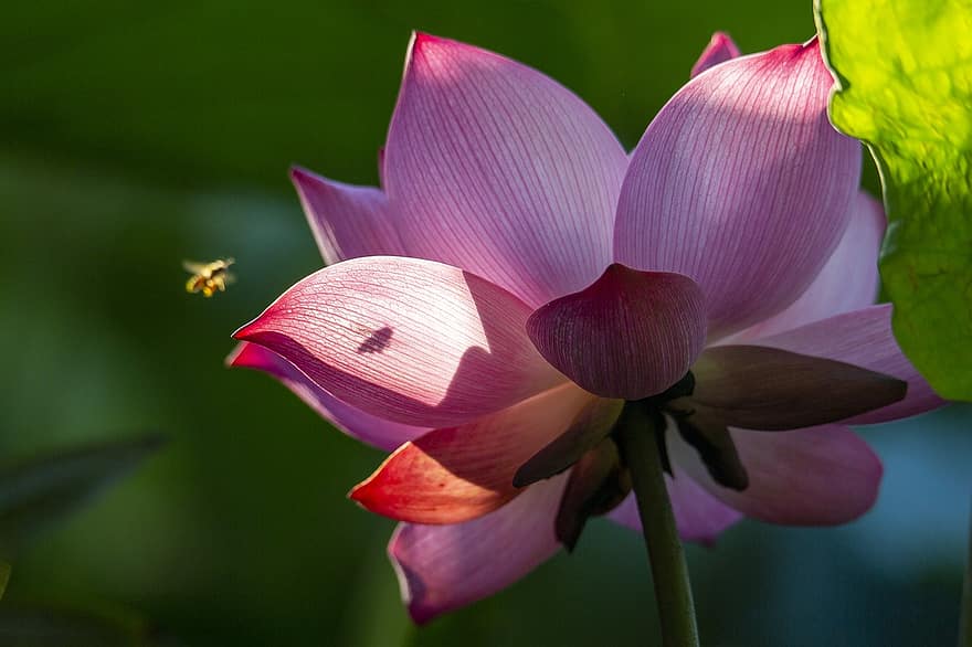 лотос, цветок, цветок лотоса, розовый цветок, лепестки, розовые лепестки, цветение, цвести, водное растение, Флора