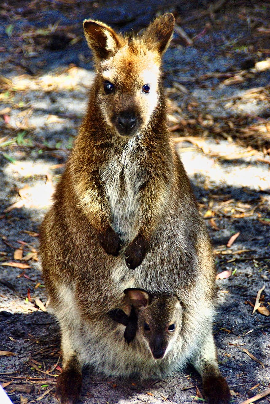кенгуру, детеныш, животное, Мать Валлаби, Молодой Валлаби, сумчатый, млекопитающее, живая природа, природа
