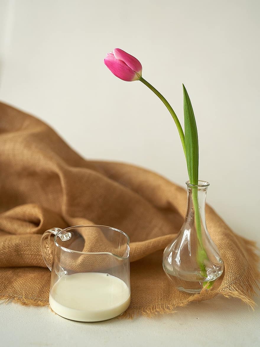 tulipán, virág, tej, szépség, esztétika, minimalizmus, tavaszi, romantikus, szeretet, virágzás, frissesség