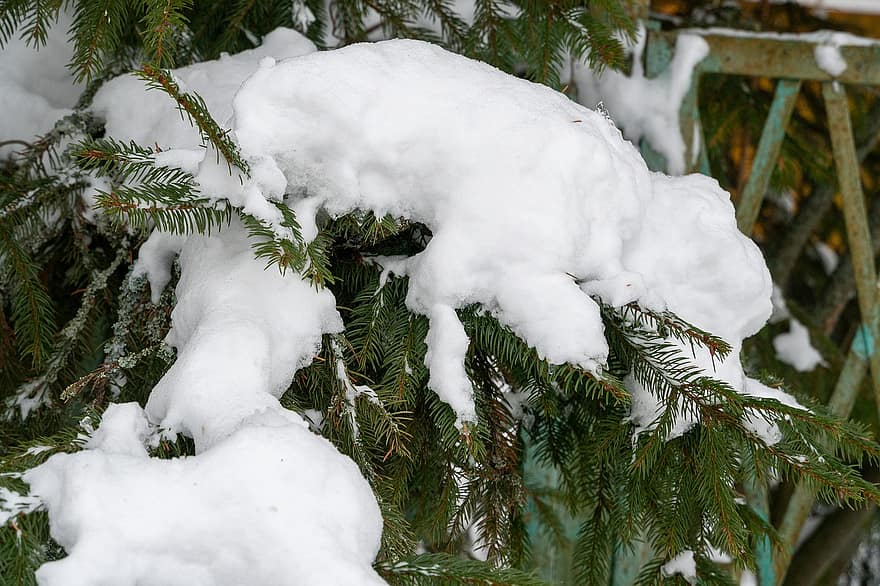 sníh, zimní, borovice, sněžení, strom, les, sezóna, větev, mráz, pozadí, jehličnatého stromu