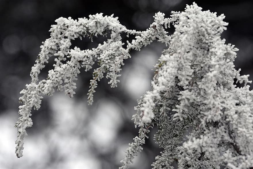 frost, vinter, snø, kvist, einer, busk, natur