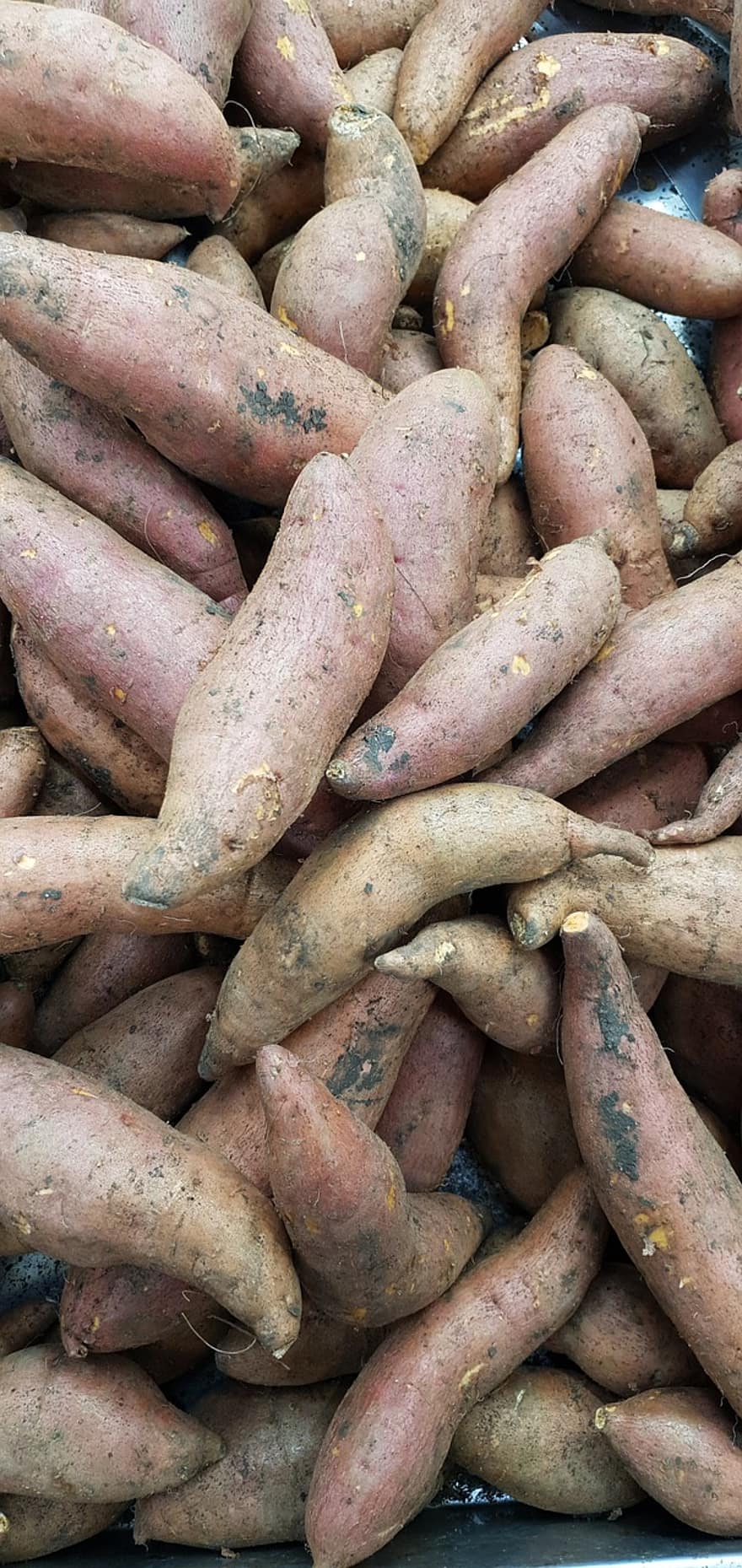 Sweet Potatoes, Harvest, raw potato, freshness, vegetable, agriculture, food, healthy eating, organic, root vegetable, close-up