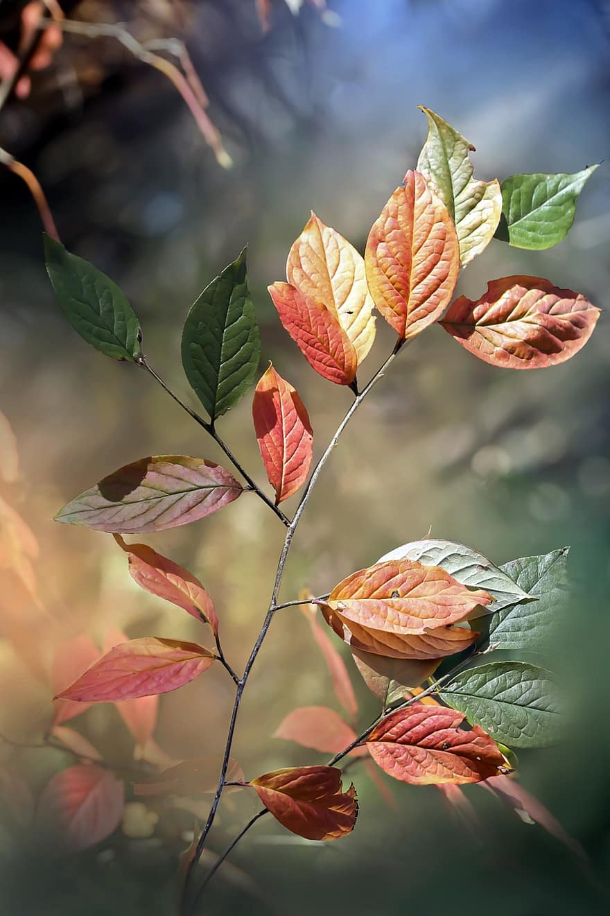 осінь, листя, макрос, лист, жовтий, сезон, різнокольорові, яскравий колір, ліс, фони, дерево